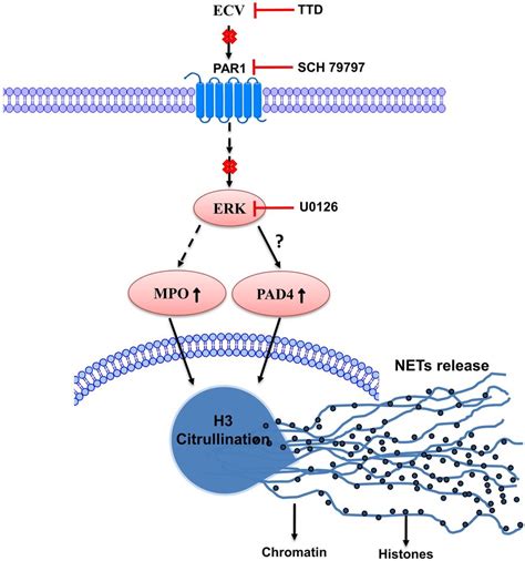 Schematic Representation Of Ttd And Pharmacological Inhibitors Site Of