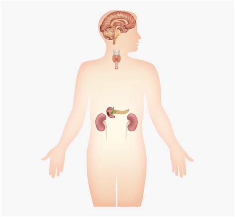 endocrine system unlabeled diagram - Clip Art Library