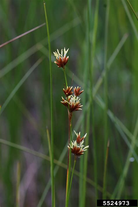 Smooth Sawgrass Cladium Mariscoides