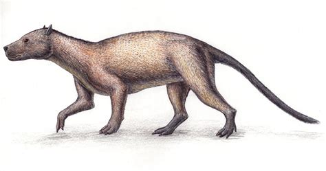 Phenacodus Primaevus By Spinosaurus1915 On Deviantart