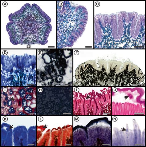 Anatomical Description Of Sepal Glands In Lophopterys Floribunda A