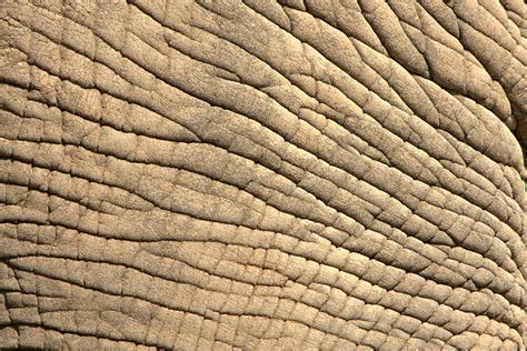 Elephant Skin by BonsEYE on DeviantArt