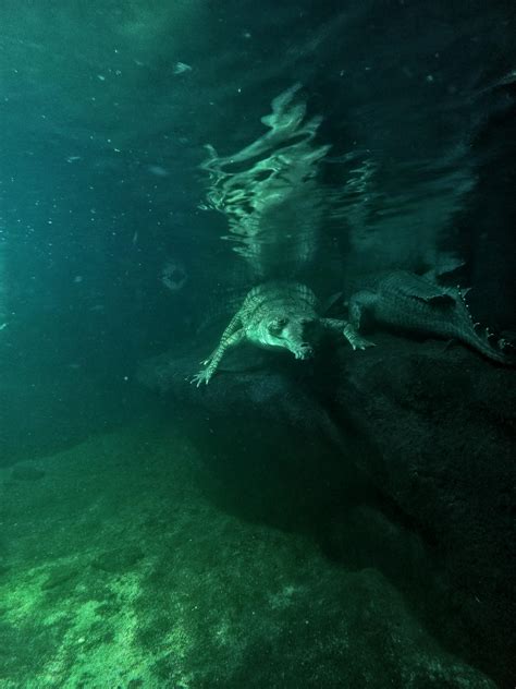 gharials i saw at the prague zoo yesterday. theyve got quite a few of
