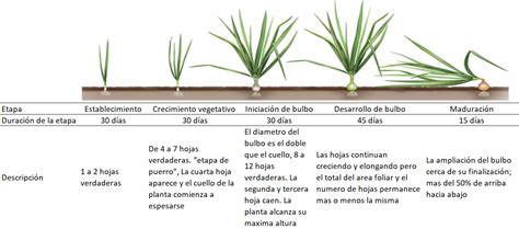 Cuánto Dura El Crecimiento Desarrollo Y Producción De La Cebolla