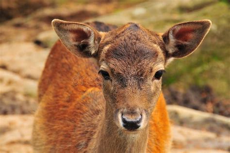 Fawn of Red Deer with Doe Eyes Stock Photo - Image of cervus, fawn: 6666908