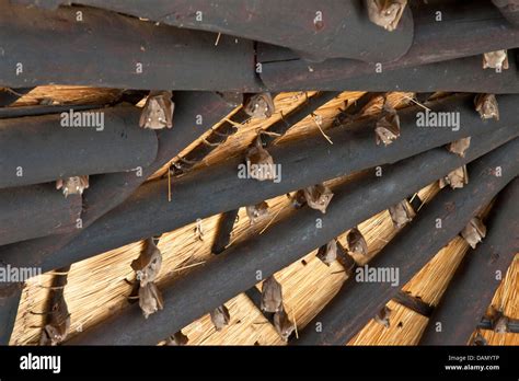 bats hanging under roof at kruger national park, south africa Stock ...