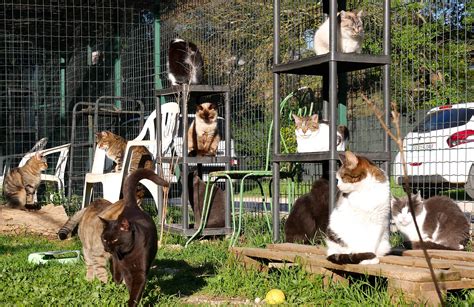 Association du Chat Libre Défense de l animal