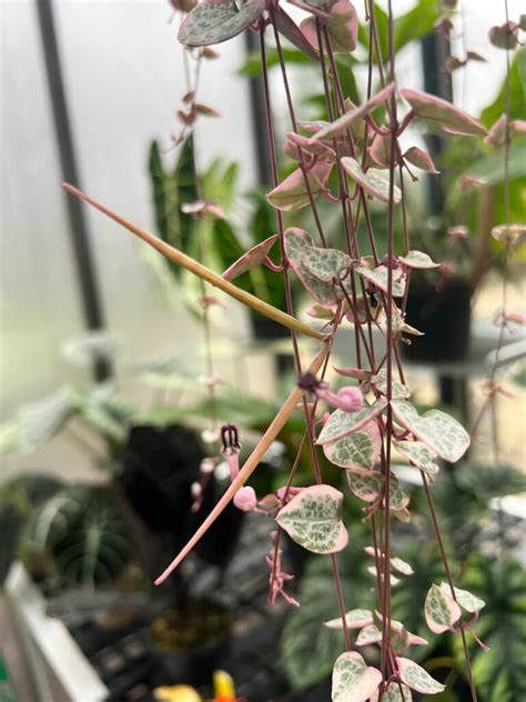 String Of Hearts Seed Pods At Becky Stever Blog