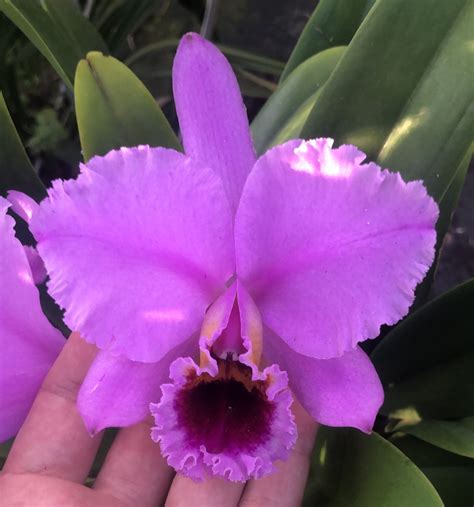 Cattleya Percivaliana Thiago Lacre 97992 Orquivitro