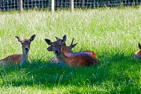 Englischer Garten Zu Eulbach Ausflugsziele Im Odenwald