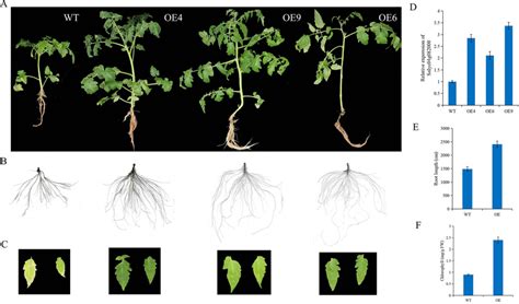 Morphological phenotypes and growth parameters of transgenic lines and ... 