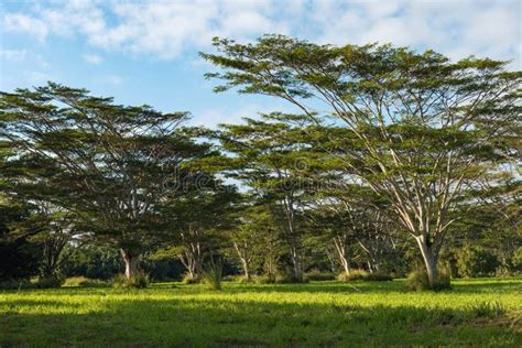 Koa Trees Acacia Koa Kauai Hawaii Stock Photo - Image of wood, common ...