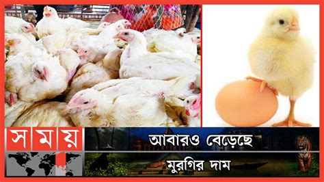 ১৪০ টাকার মুরগি এখন ২০০ টাকা Egg Price Chicken Price Increase