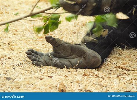 Foot of gorilla stock photo. Image of sole, large, endangered - 151306054