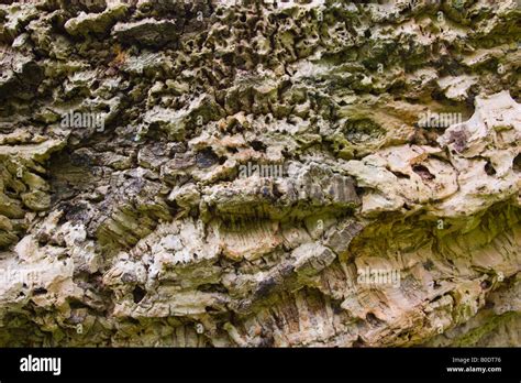 Cork Tree Bark Stock Photo Alamy