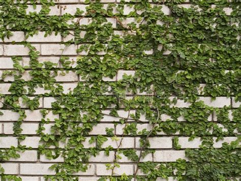 Efeu Auf Dem Wei En Wand Beschaffenheits Hintergrund Stockbild Bild