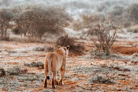 Female lion hunting its prey 15398418 Stock Photo at Vecteezy