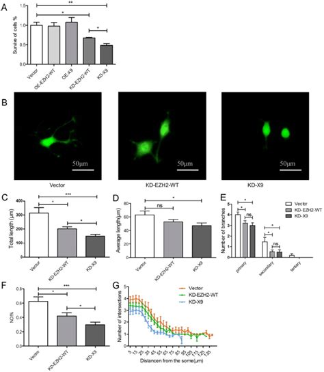 Ezh X Was Functionally Associated With Proliferation And