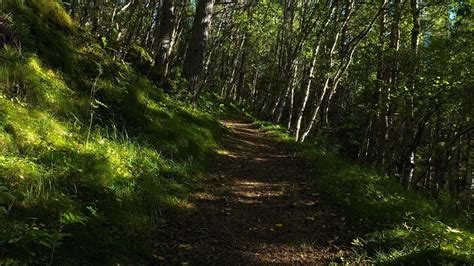 Forest Sounds With Birds Chirping And Wind Blowing