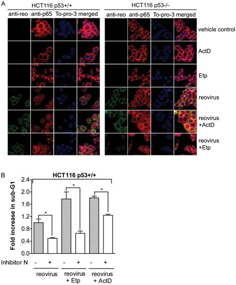 A Nf κb Activation Was Determined By Nf κb P65 Subunit Nuclear Download Scientific Diagram