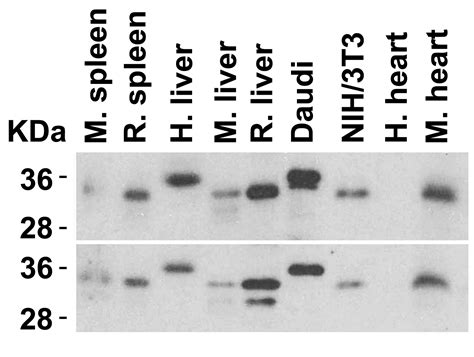 Anti Myd In Antibody Qed Bioscience Inc