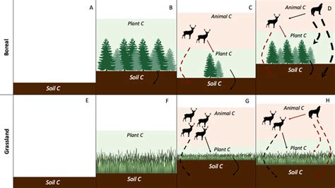 Figure 2 from Context matters when rewilding for climate change ... 