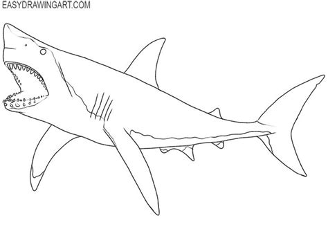 How To Draw A Megalodon For Beginners Megalodon Drawings Draw