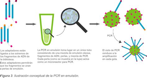 Tipos De Pcr Usados En Investigación Genética Aplicaciones Donde Los