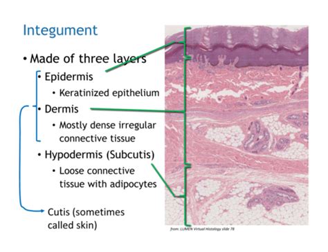 Ch 5 Integumentary System Flashcards Quizlet