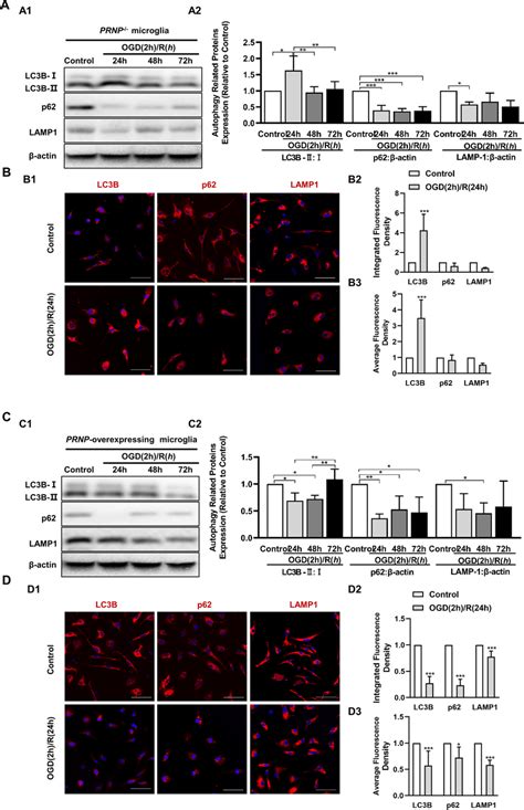 PrPC Enhanced And Prolonged OGD R Induced Activation Of Autophagy