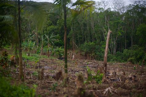 Brazils Atlantic Forest A Lesson For The Amazon