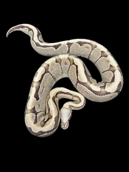 super vanilla ball python  monroe morphs llc