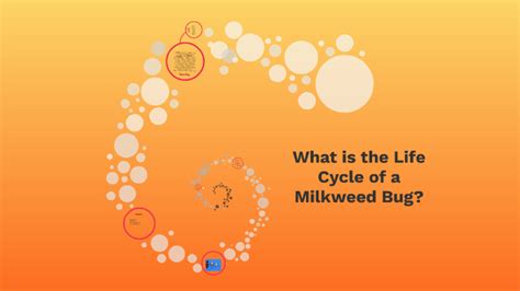 The Life-Cycle of a Milkweed Bug by Amie L on Prezi