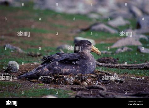 Southern Giant Petrel Southern Giant Petrels Tube Nosed Animals