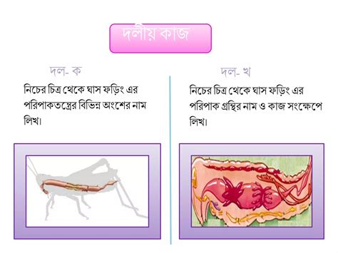 Biology Grasshopper 2 | PPTX