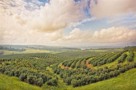 A Bright Mind Turns To Agriculture African Farming