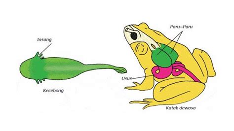 Bagan Cara Kerja Organ Pernapasan Pada Ikan Tuna Bakar - IMAGESEE