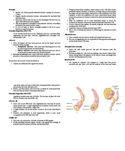 The Functions and Types of Neuroglia in the Central and Peripheral ...