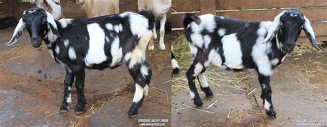 Mini Nubian Goat Breed Paradise Valley Farm