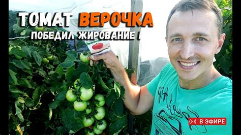 Отзыв на томат Верочка (Партнёр). Победил жирование помидор - YouTube