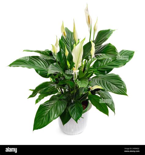 houseplant, peace lily, houseplants, peace lilies Stock Photo - Alamy