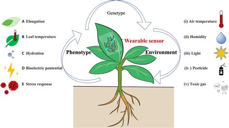 Wearable sensors for monitoring plant phenotypes and environment ...