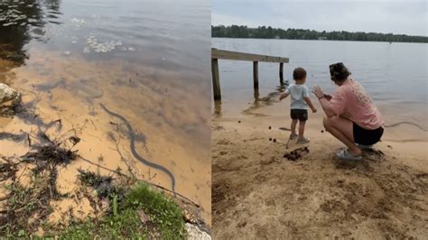 Mother Dramatically Saves Son From Huge Snake Father Calls It ‘over