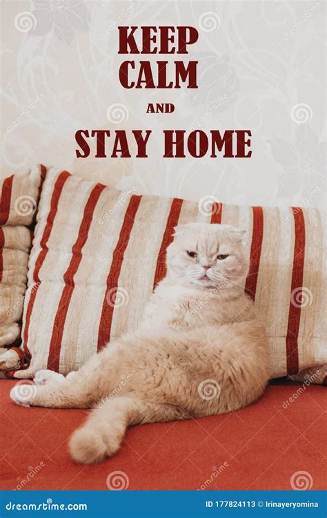 Keep Calm and Stay Home Quote Banner with Text. Funny Scottish Fold ...