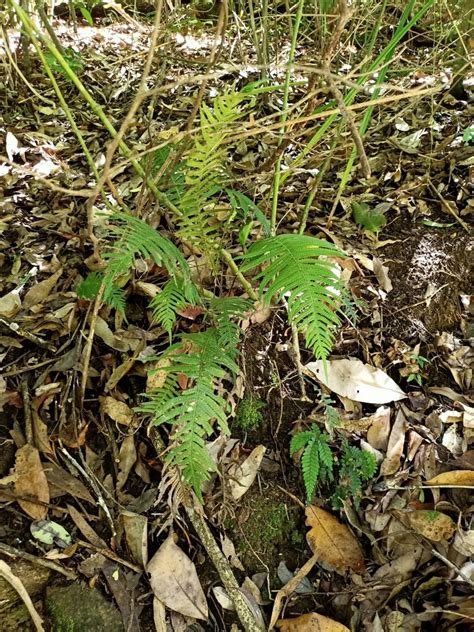 Ferns From Conondale Au Ql Kc Au Ql Au On January At