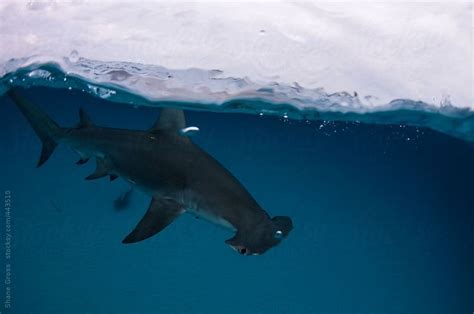 Hammerhead Half And Half By Stocksy Contributor Shane Gross