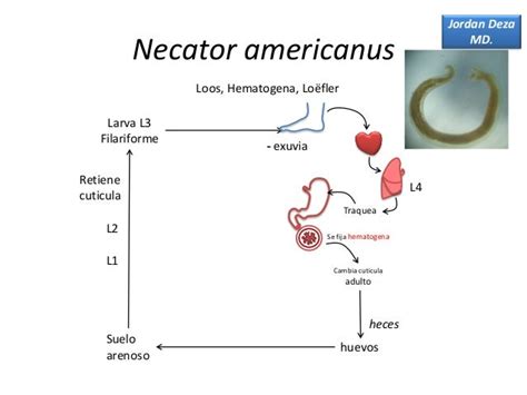 Parasitos Nematodos Ciclo De Vida