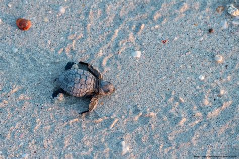 You Need to See Turtle Beach on Oahu! Here's Why | Hawaii Beach Homes