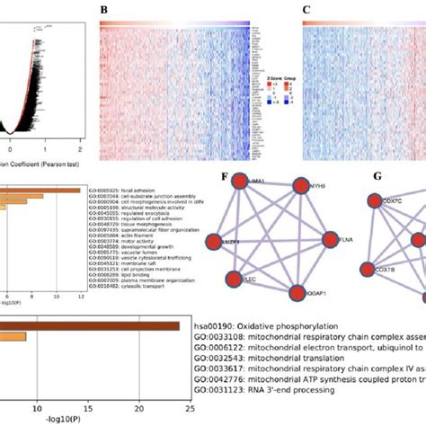 Genes Differentially Expressed In Correlation With Myh In Hnscc A A