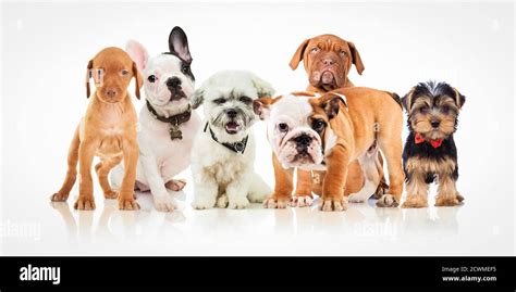 six cute puppy dogs of different breeds standing together on white ...